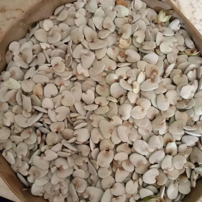 

Biji Buah jeruju kering ( 100 biji ) Promo