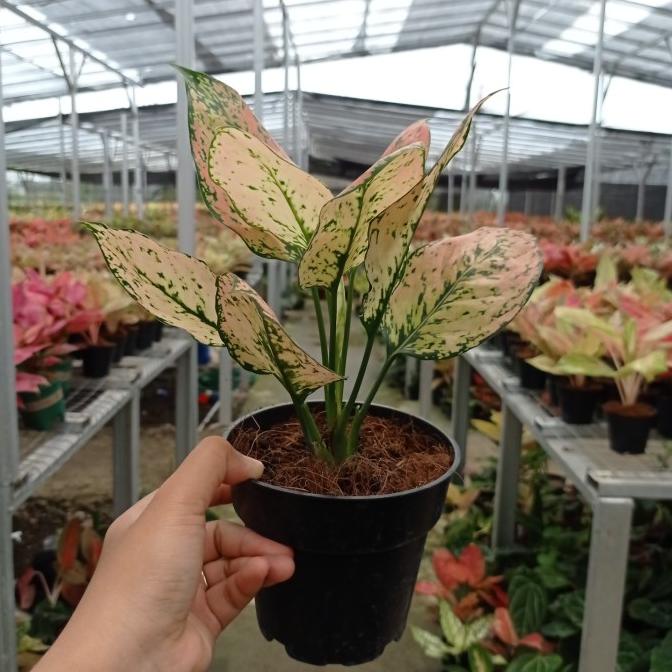 Tanaman Hias Koleksi Aglonema Komkom Orange