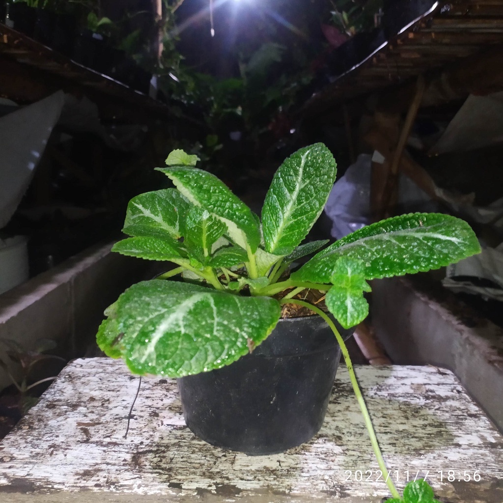 episcia monet bunga kuning (episcia Monet)