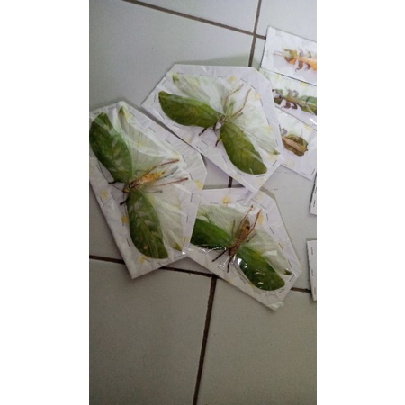 belalang awtetan hidupan bisa