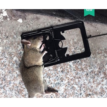 Jebakan Perangkap Tikus Kandang Perangkap Tikus JEPRETAN BESI