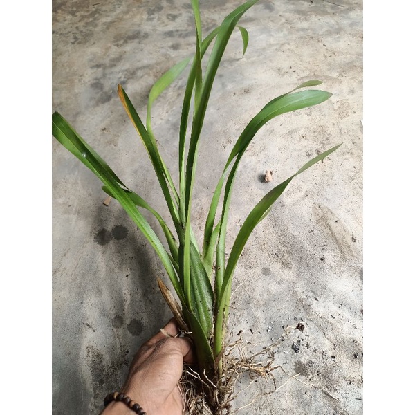 Anggrek oncidium Americana