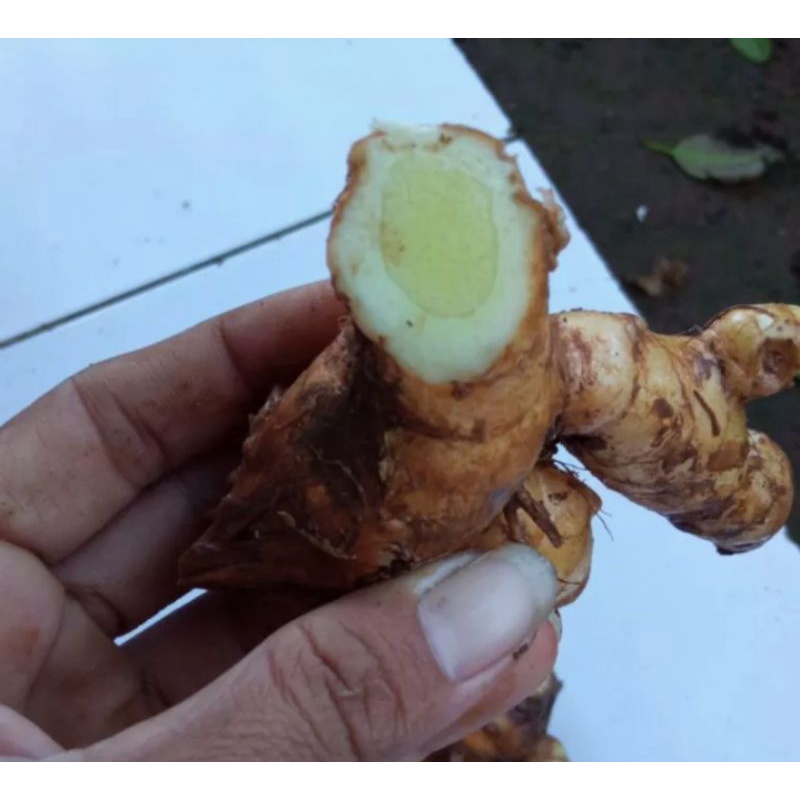 

Temu putih / kunyit putih (1kg)