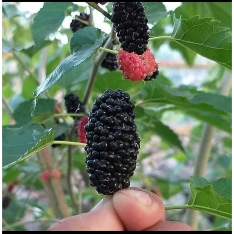 Bibit Mulberry