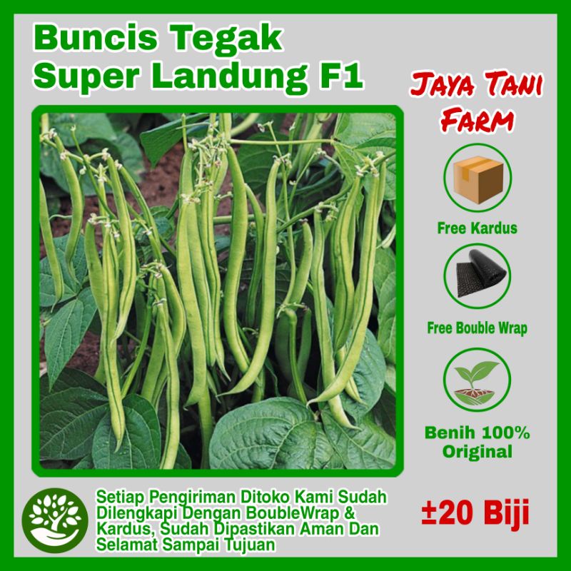 20 Biji Benih Buncis Tegak Super Landung Benih Buncis Hibrida / Benih Sayuran / Bibit Sayuran / Biji