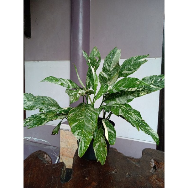 Peace Lily Variegata