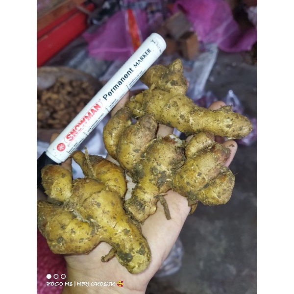 

KENCUR JUMBO FRESH SEGER 1 KG