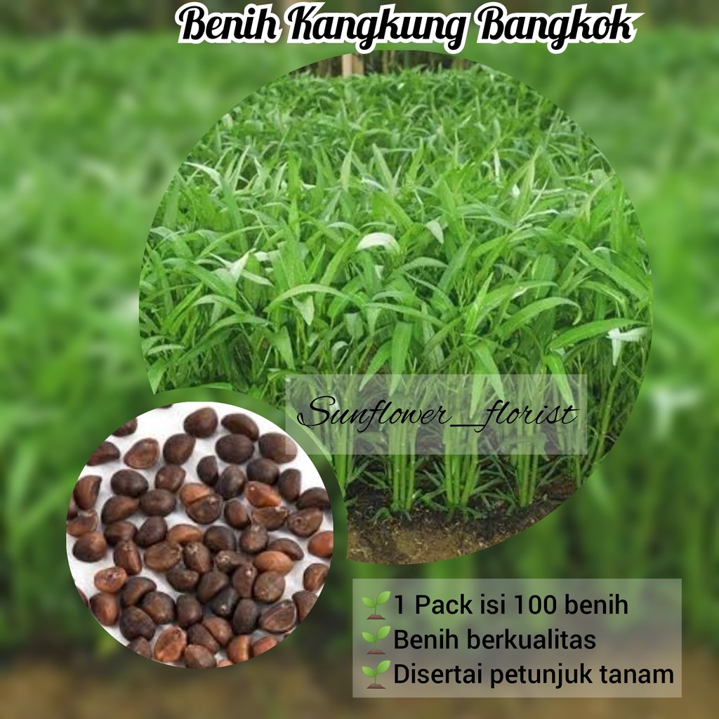 Benih Kangkung Bangkok