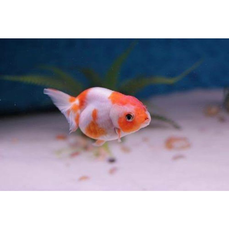 Jual Ikan Mas Koki Rancu Baby Shopee Indonesia