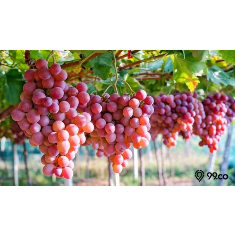 

anggur red globe
