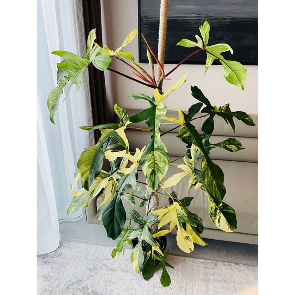 Tanaman Hias Bunga Promo Philodendron Florida Beauty Variegated Hiastropical