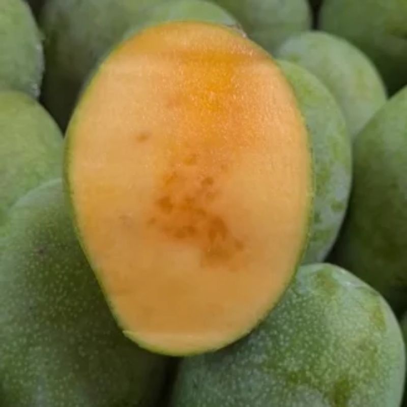 bibit mangga manalagi super