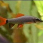 ikan hias aquascape redfin hitam ikan hias redfin ikan hias air tawar ikan hias aquarium ikan red fi