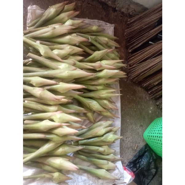 

kecombrang fresh murah per biji