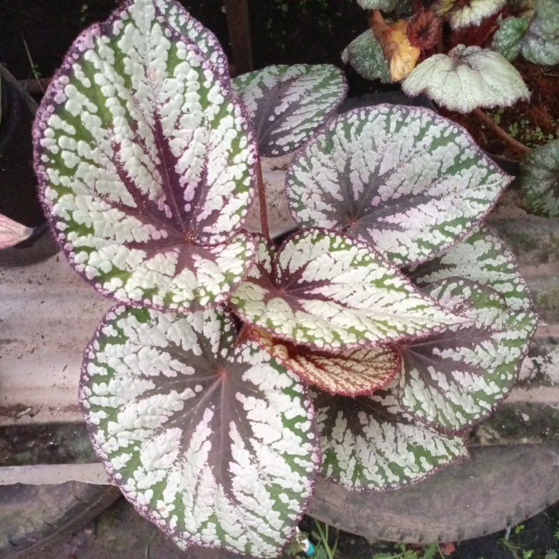 Begonia Keong Jumbo