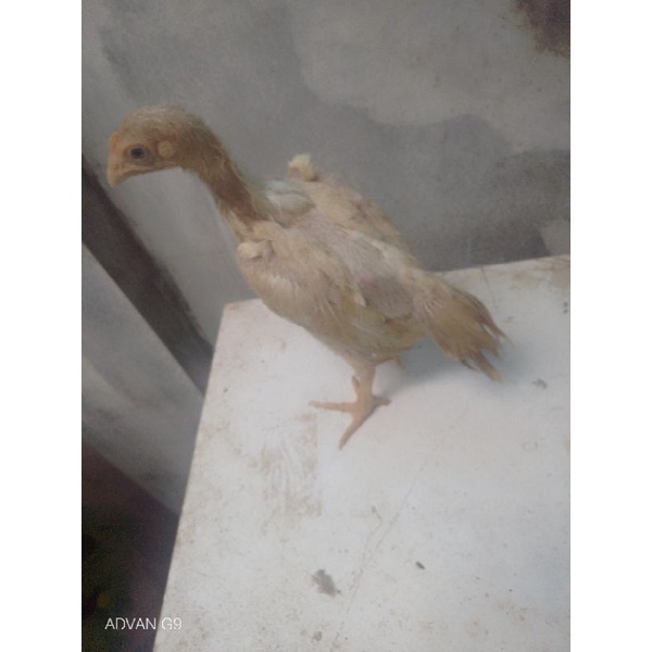 Golden Smith Vitamin Kesehatan Ayam Promo Bonus Langsung Anakan Ayam Pure Shamo Tulangan Tebal Besar