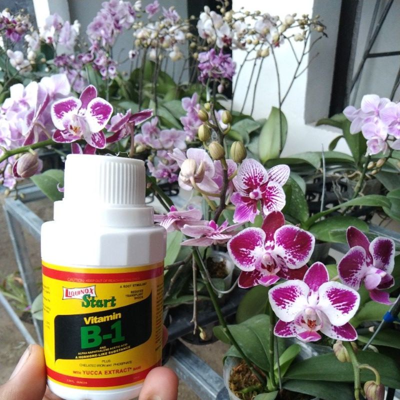 anggrek bulan  mini spike kemruyuk bonus vitamin b1