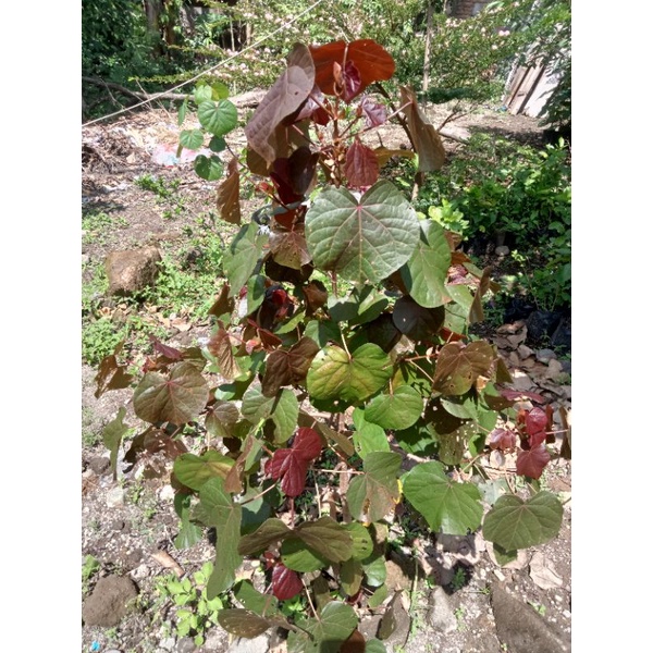 BIBIT BAHAN BONSAI WARU MERAH