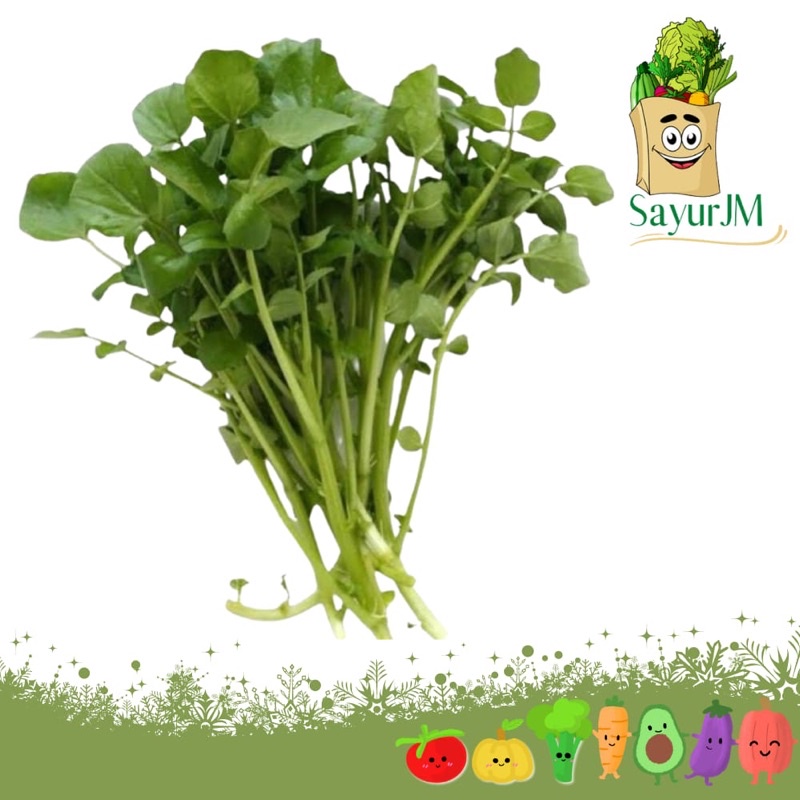 

SayurJM Selada Air Per ikat / Sayur Segar / Sayuran Segar / Sayur Murah