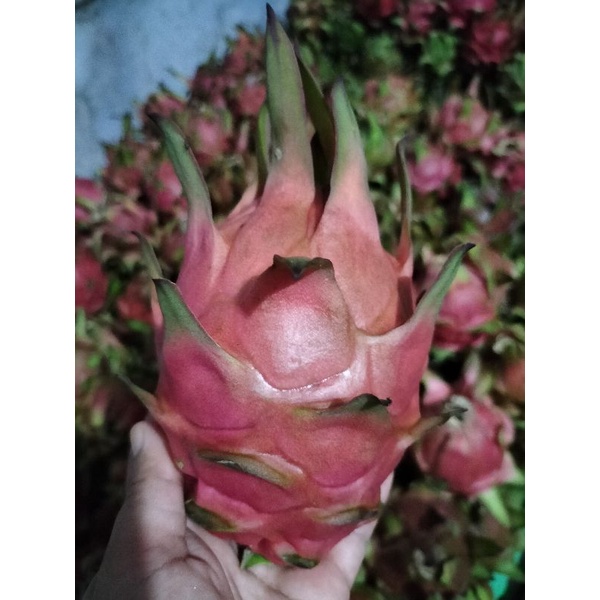 

Buah Naga