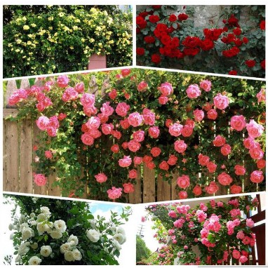 Bibit Tanaman Bunga Mawar Rambat Berbunga