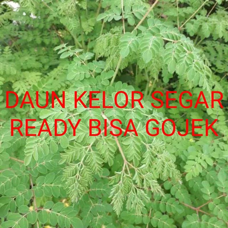 

Daun Kelor Segar Langsung Petik 1000g