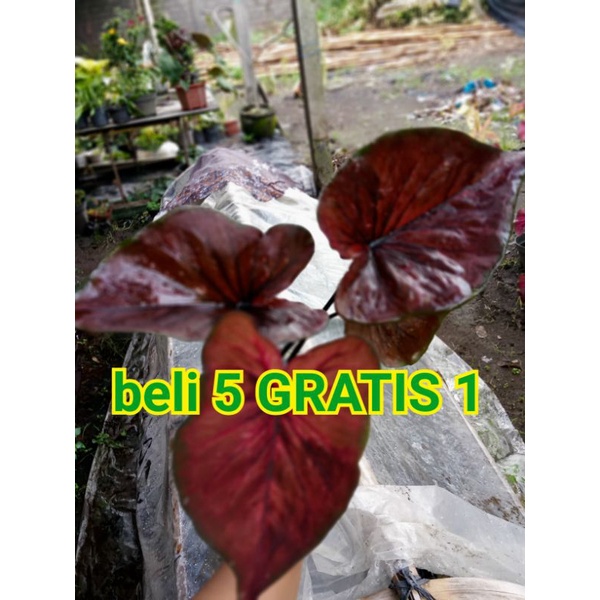 Keladi Hias Thailand impor  bibit anakan