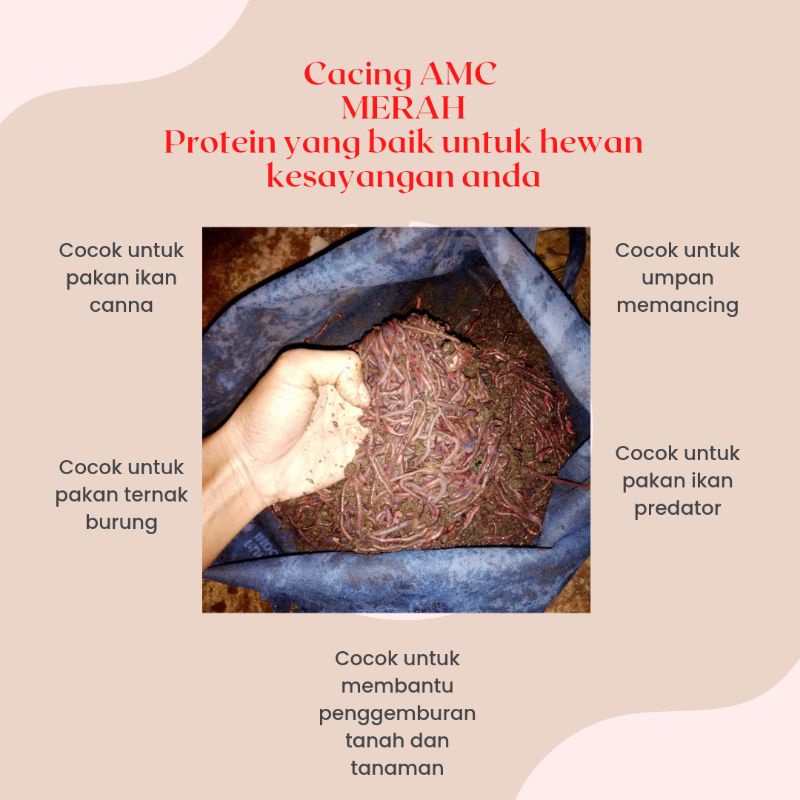 cacing tanah merah