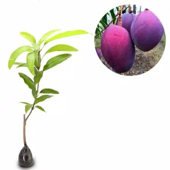 Bibit Tanaman Mangga Irwin Pohon Mangga Erwin Ungu Okulasi FF11
