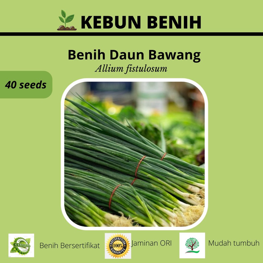 40 Benih Tanaman Daun Bawang/ Bibit Benih Tanaman Daun Bawang Kualitas Unggul