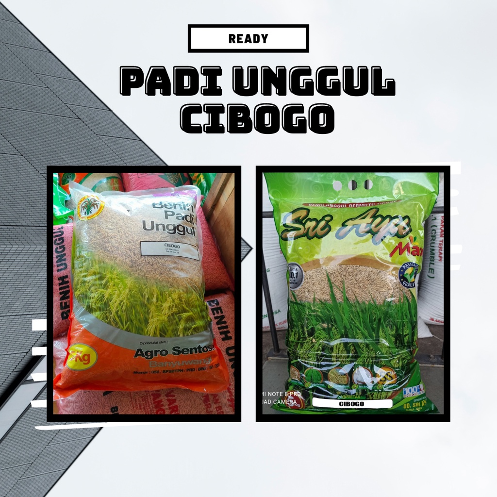 Benih Padi Cibogo Kemasan 5 kg