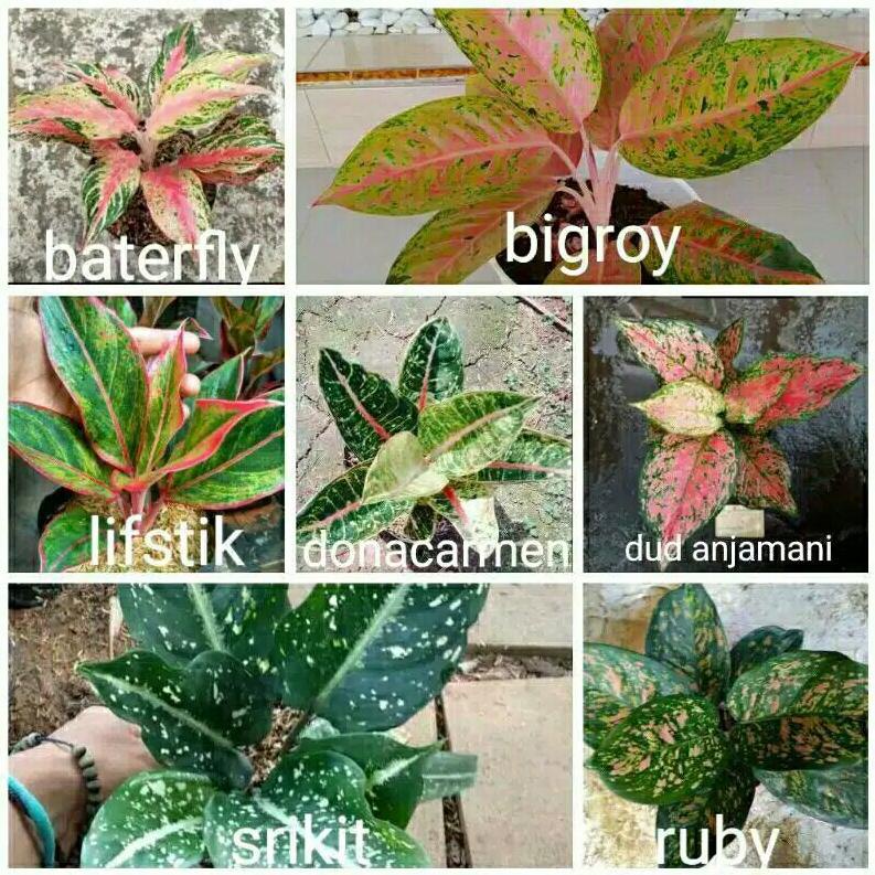 Best Seller promo paket ideal 7 jenis aglonema anakan-PROMO PAKET HEMAT 7 JENIS AGLONEMA-palet ideal