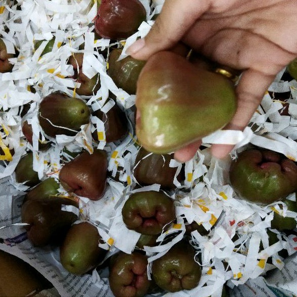 

JAMBU AIR CINCALO
