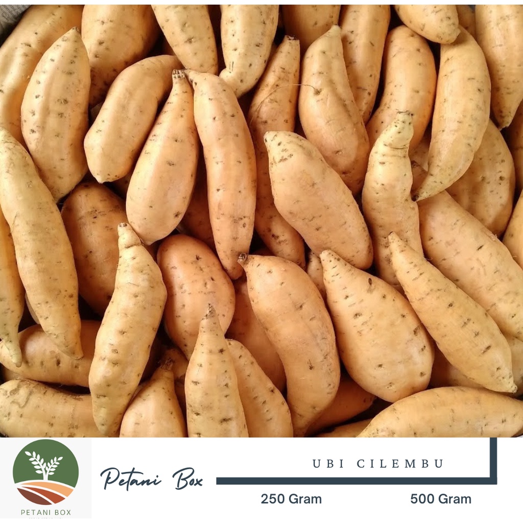 

Ubi Cilembu Petani Box Sayur Sayuran Segar Kota Bandung