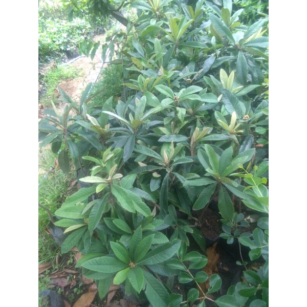 Bibit Tanaman Leci Biwa/Leci Kuning hasil Cangkok bibit leci Kuning bibit leci Biwa