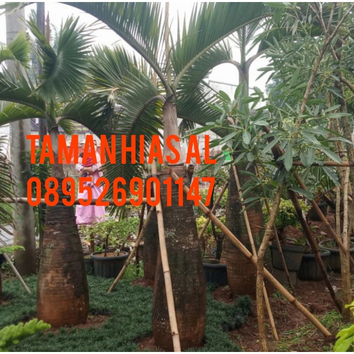 pohon palem botol 3 meter