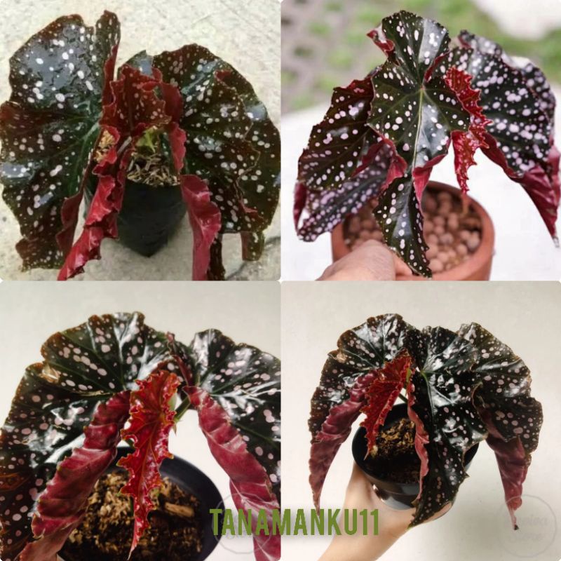 Tanaman Hias Begonia Polkadot Moca Daun Cantik Warna Merah Segar Cocok Indoor