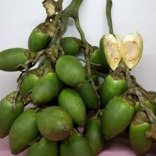 

Buah Pinang Muda Jambe - Pinang Muda Fresh 500gr