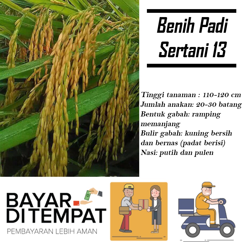 Benih Padi SERTANI 13 5kg Berkualitas