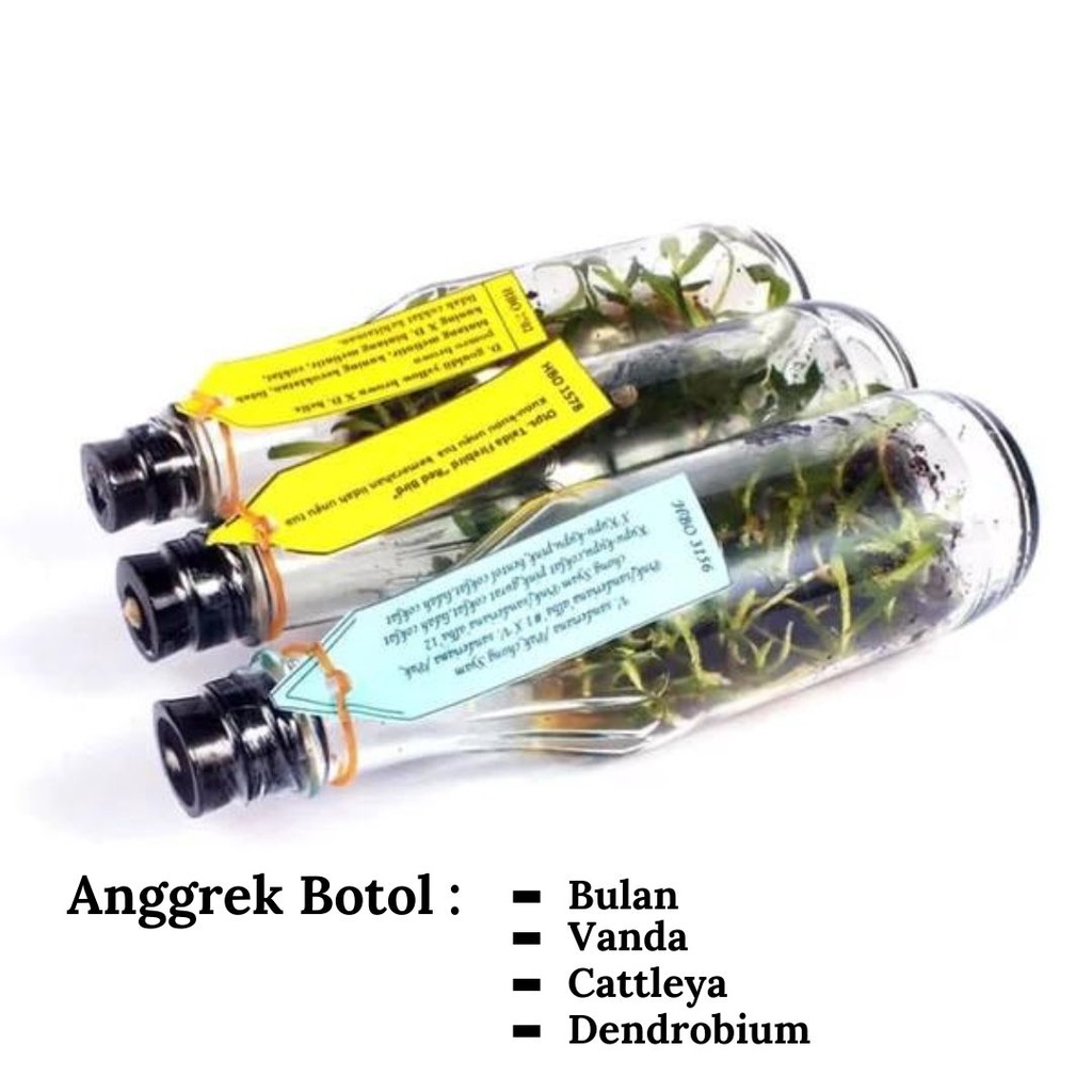 Bibit Tanaman Anggrek Botol ( Vanda - Cattleya - Dendrobium - Bulan )