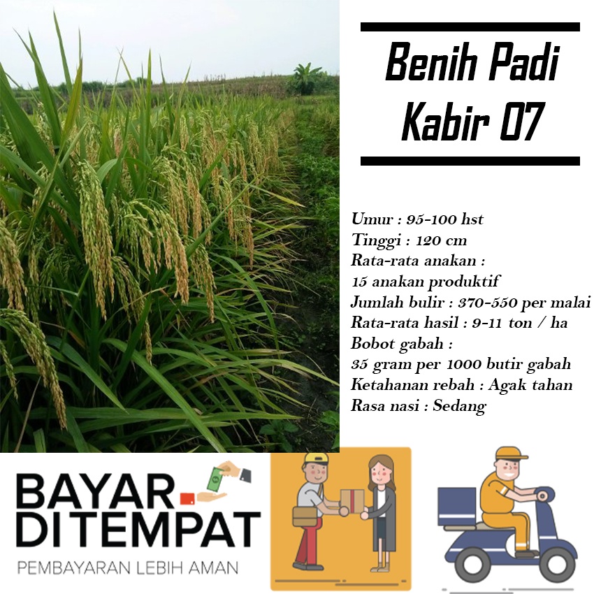 Benih Padi Unggul Kabir 07 Berkualitas / Bibit Padi Kabir 07 5kg 90-95 hst