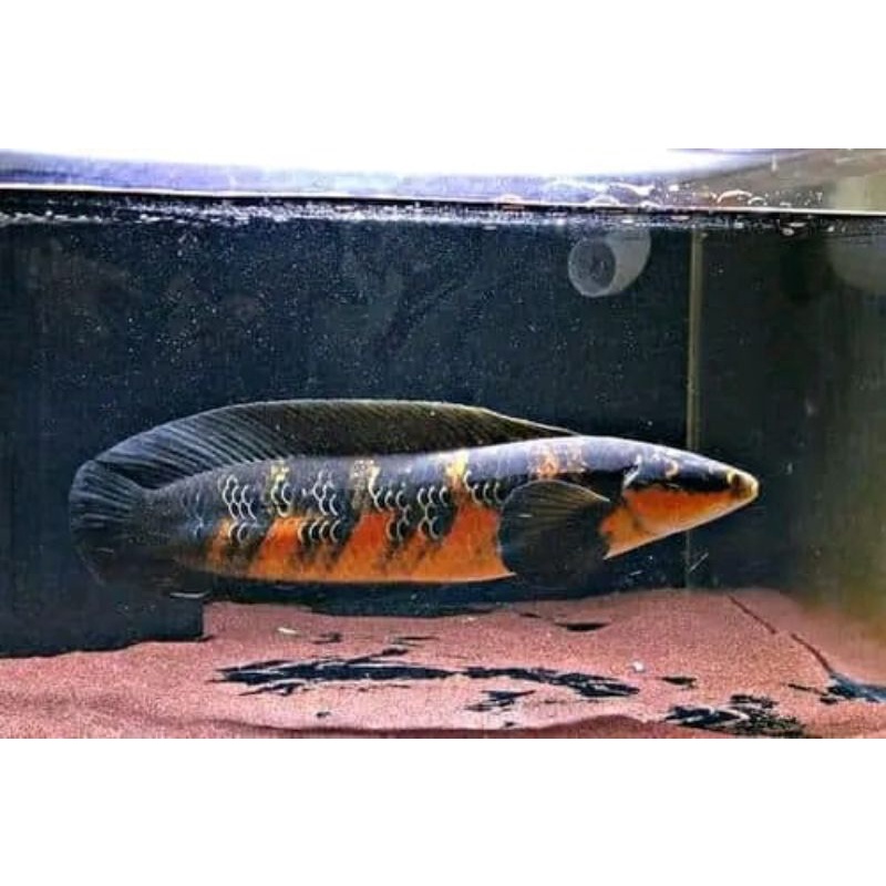 

ikan chana yellow centarum