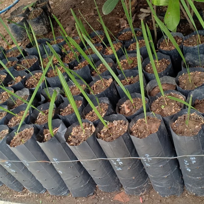 Bibit pohon Buah kurma Tropis BARHEE valid