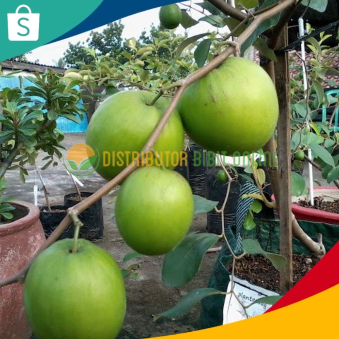 Obral Bibit Tanaman Buah Apel Futsa India / Putsa VIRRALL B1