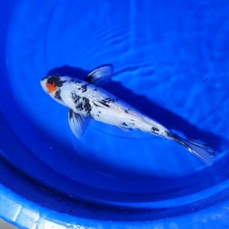ikan koi tancho showa ginrin asal blitar TSK01