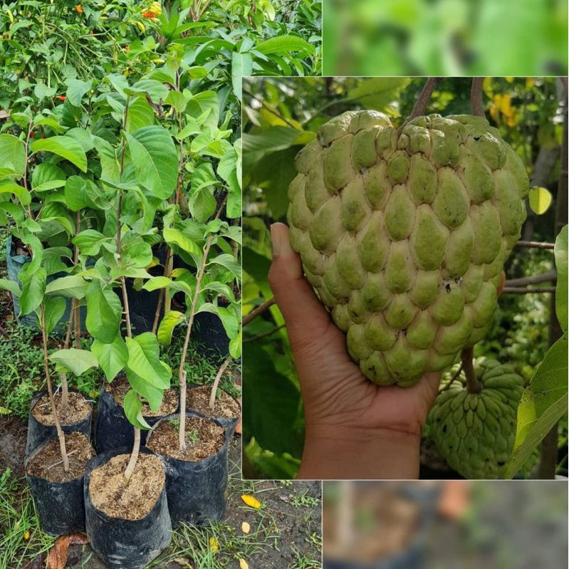 KWALITAS TERBAIK Bibit Tanaman Buah Srikaya Jumbo Super Hasil Okulasi Stek Cangkok Cepat Berbuah