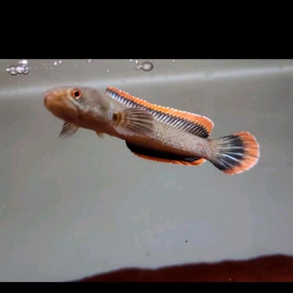 Limbata Rim Tebal Merah