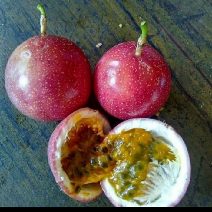 BIBIT MARKISA MERAH MANIS/ BIBIT TANAMAN BUAH MARKISA MERAH MANIS ASLI FF11