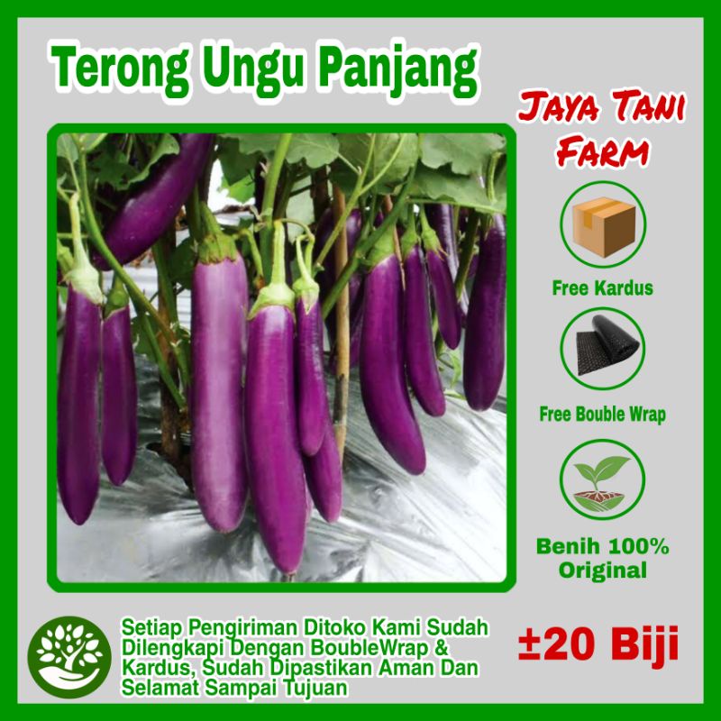 20 Biji Benih Terong Ungu Panjang F1 / Bibit Terong Terung / Biji Terong Terung / Benih Sayuran Tero