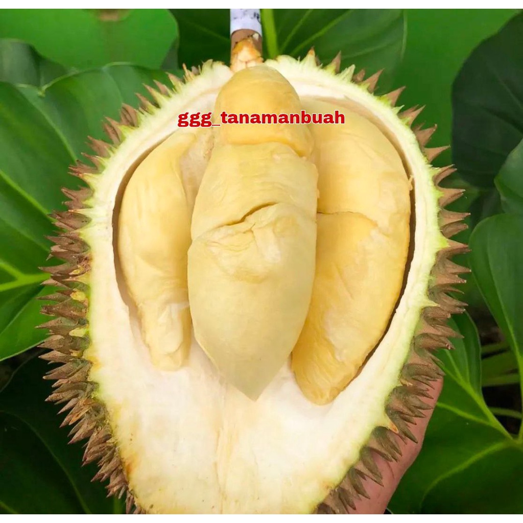 Bibit Durian D24 Super Okulasi Cepat Berbuah